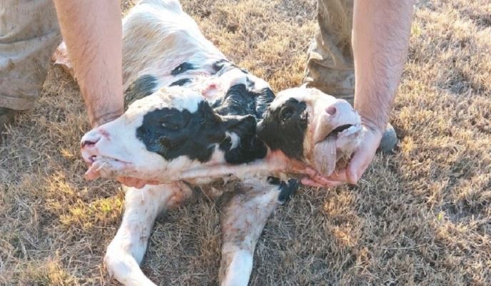 Nació un ternero con dos cabezas en un tambo cordobés | Información General