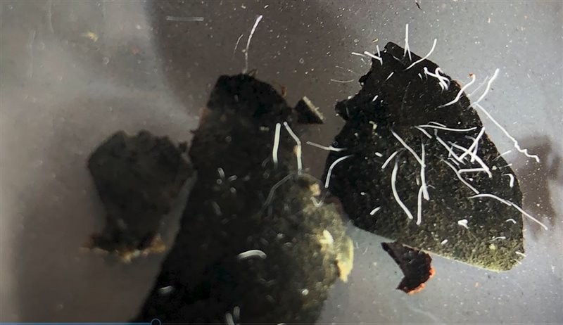 Descubrieron la bacteria más grande del mundo, visible al ojo humano | Tecnología