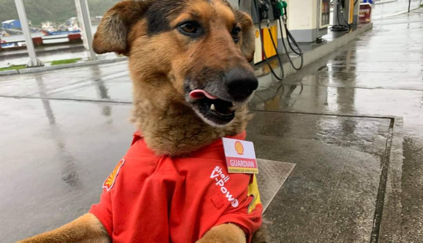 La historia de "Guardián": el perro callejero que "trabaja" en una estación de servicio | Información General