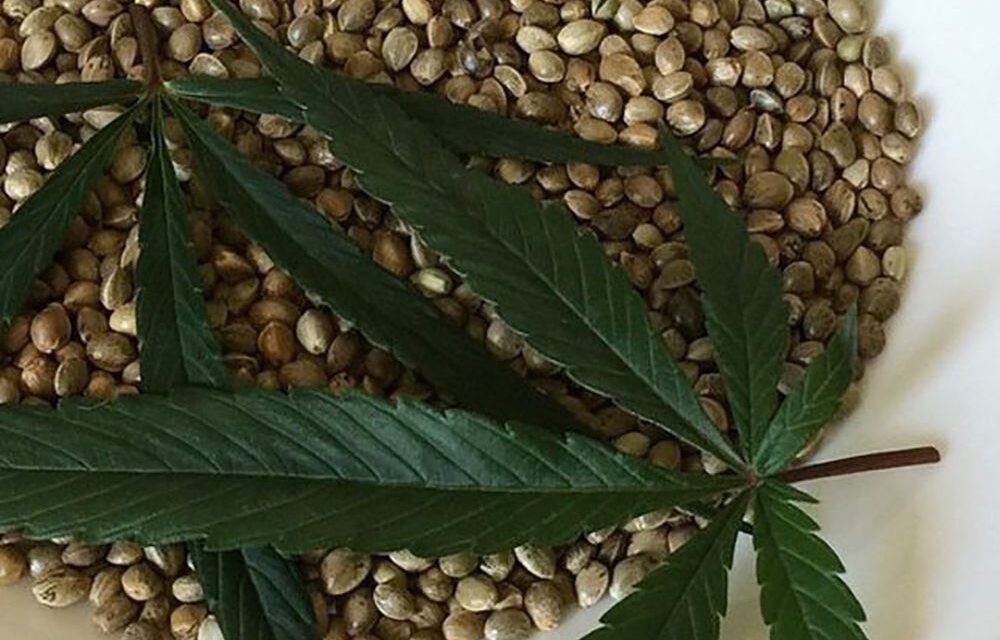 Cannabis: Argentina legalizó la compra y venta de semillas para autocultivo medicinal | Información General