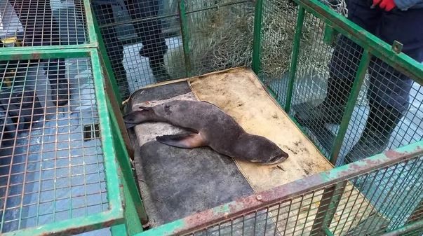 Un lobo marino desnutrido fue rescatado en el puerto de La Plata por Prefectura | Información General