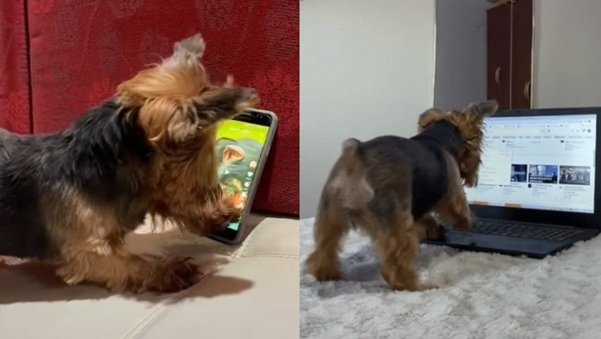 Video: una perrita aprendió a usar la computadora para ver dibujitos | Tecnología