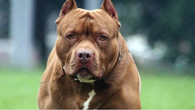 Atacada por un pitbull, sufrió fractura de tibia y peroné | Información General