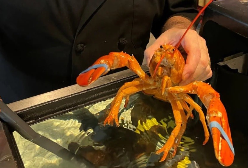 Rareza de la naturaleza: salvaron de ser comida en un restaurante a una langosta única entre 30 millones | Internacionales