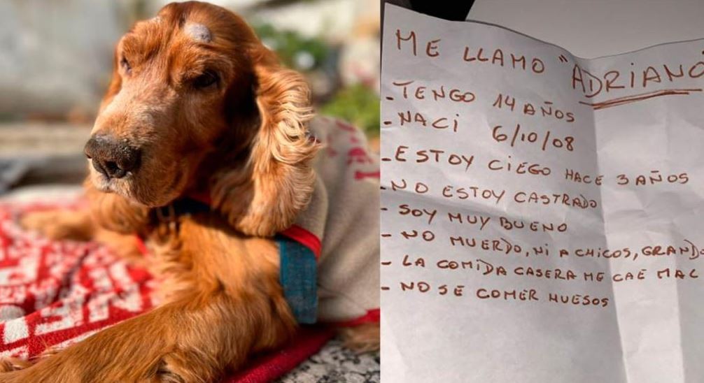 Abandonaron a un perro ciego: buscan a una familia que lo adopte | Información General