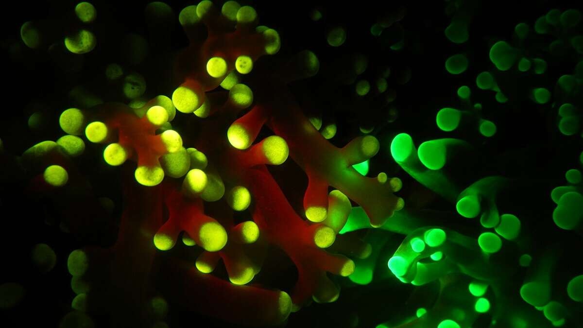 Descubren por qué los corales brillan en el fondo del océano | Tecnología