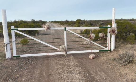 Chubut: robaron ovejas y dejaron las cabezas en una tranquera | Información General