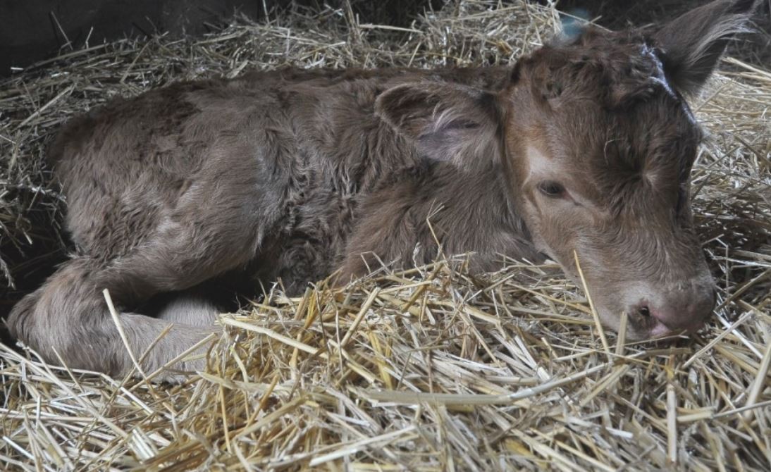 Nació una ternera en La Rural y la bautizaron "Tini, Tini" | Información General