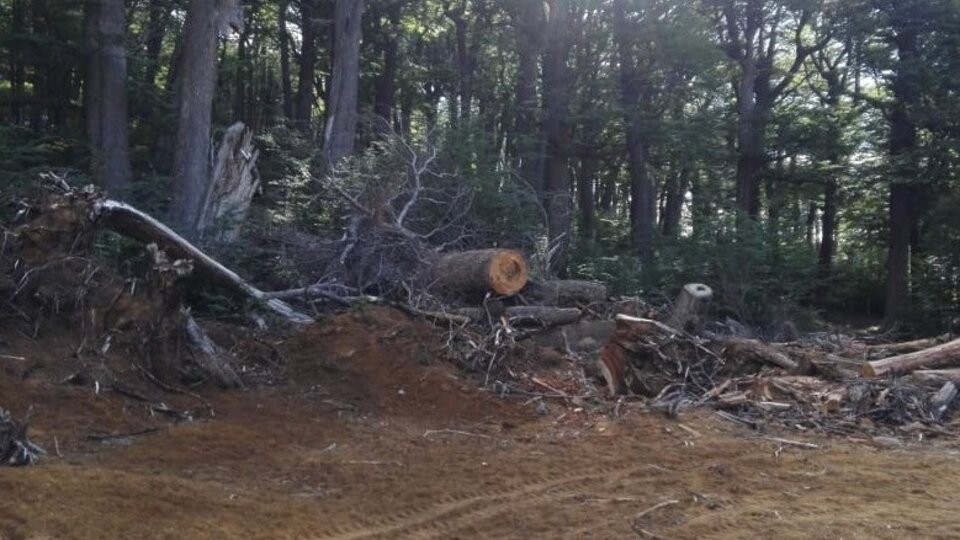 Multa de $36 millones por la tala de un bosque nativo para hacer una pista de esquí en Chubut | Información General