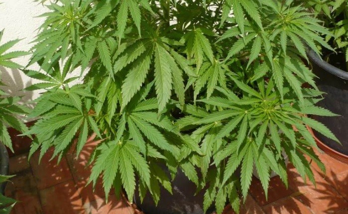 Sobreseyeron a un hombre de 75 años que cultivó marihuana en su terraza con fines medicinales | Información General