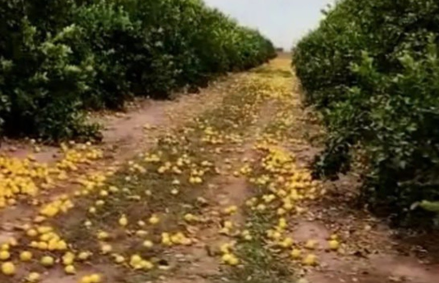 Desechó 280 toneladas de limones porque no consiguió compradores: le pidieron que los regale y explicó por qué se negó | Información General