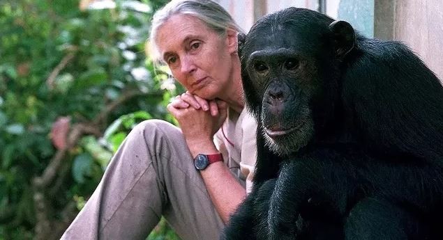 La científica Jane Goodall pidió por la liberación del chimpancé "Toti" | Tecnología