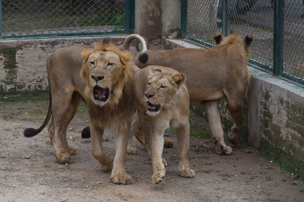 Zoológico subasta a sus leones en Pakistán | Internacionales