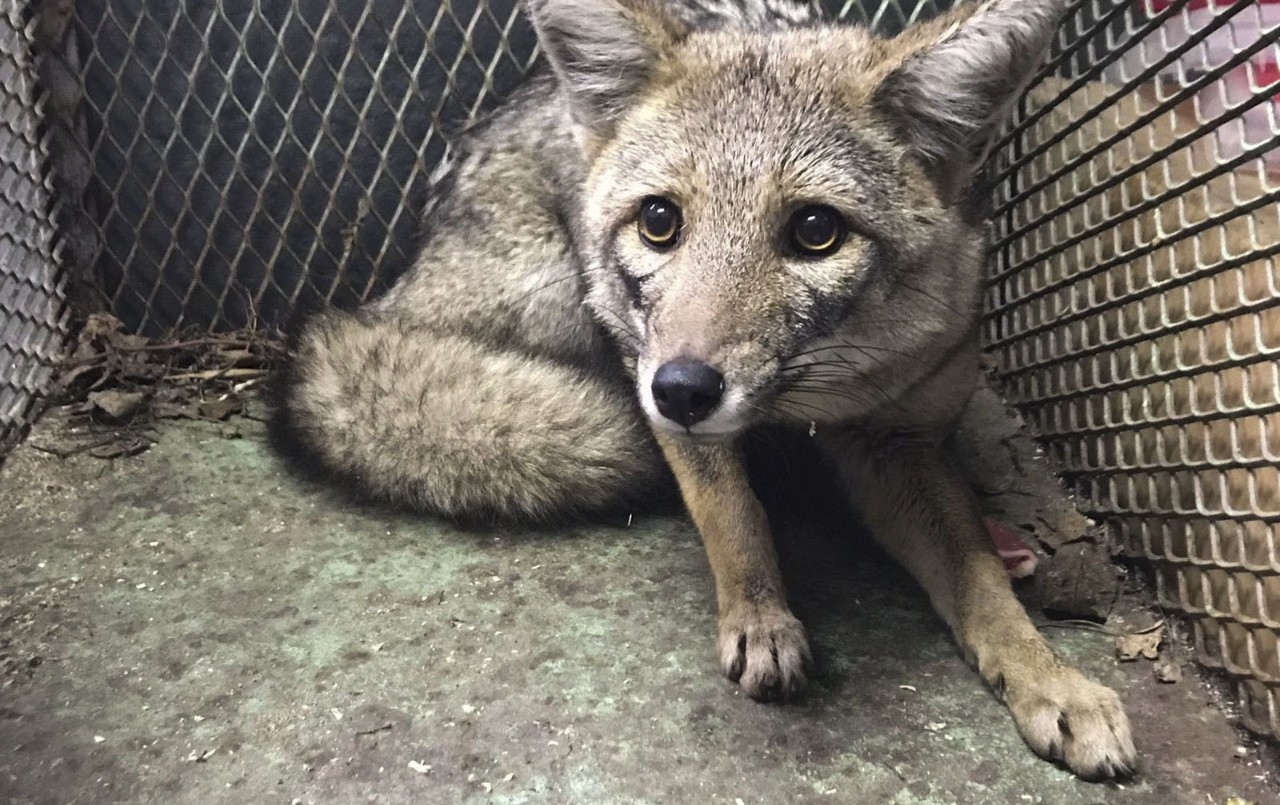 Rescataron a "Bernardo", el zorro gris filmado por los vecinos de Mataderos: lo trasladan a Temaikén | Información General
