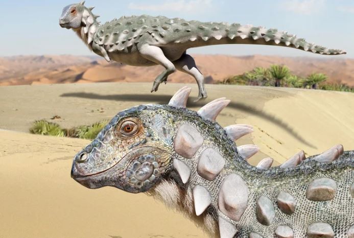 Presentaron a Jakapil, el nuevo dinosaurio acorazado descubierto en Río Negro | Información General