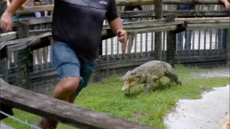 Video: cocodrilo acorrala a su cuidador en un bioparque | Internacionales