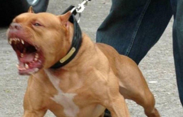 Un pitbull atacó a un adolescente que entró a robar a una cancha de fútbol | Información General