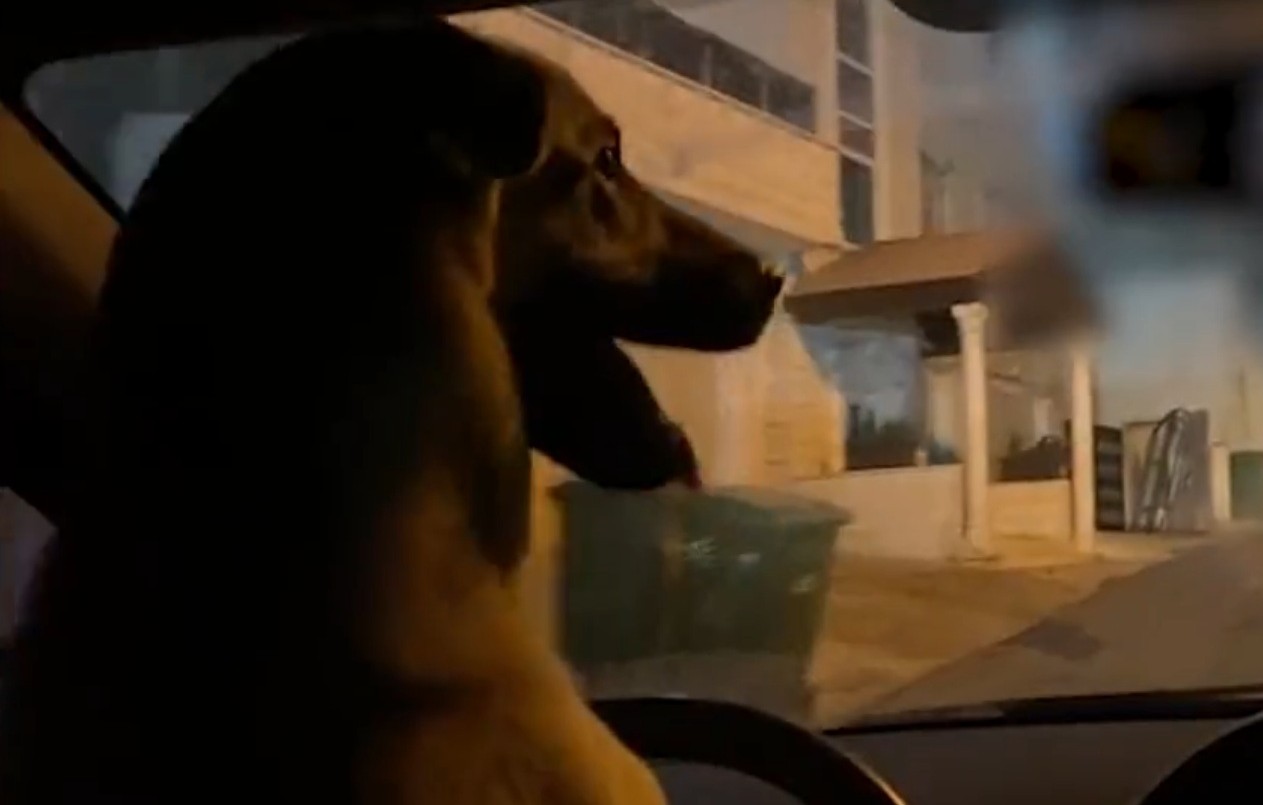 Video: puso a “manejar” a su perro y terminó detenido | Tecnología