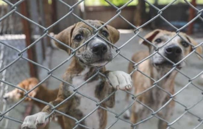 Denunció a una vecina por maltrato animal, pero se equivocó y desató un escándalo | Tecnología