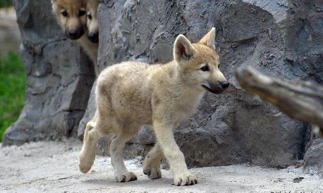 China anunció la primera clonación de un lobo ártico | Tecnología