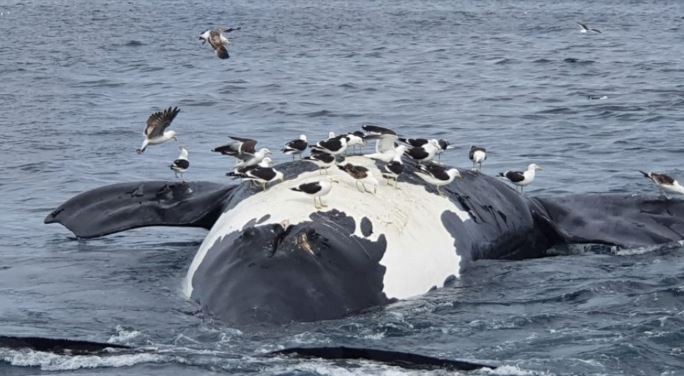 Hallaron seis ballenas muertas en las costas de Puerto Pirámides | Información General