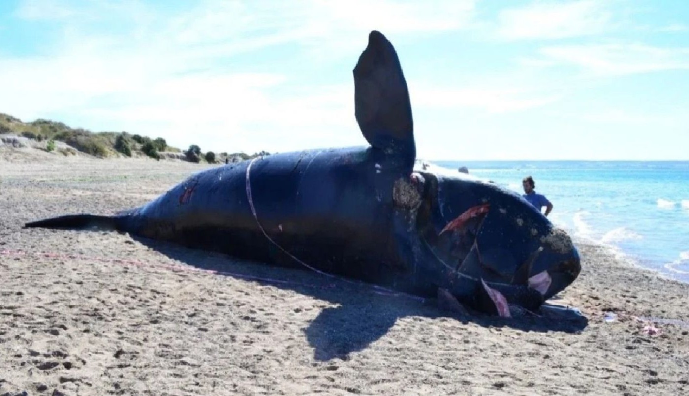 Investigación: ya son 15 las ballenas muertas en Península de Valdés | Tecnología