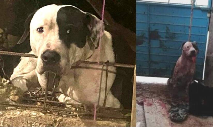 Un pitbull le arrancó el brazo a un ladrón: la familia del delincuente pidió que sacrifiquen al perro | Internacionales