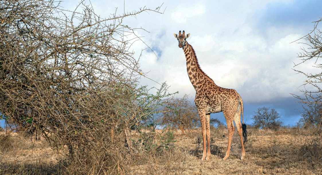 Una jirafa mató a una nena de 1 año en una reserva natural | Internacionales