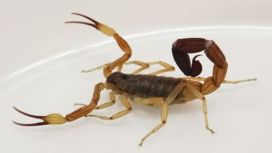 Santa Fe: ingresaron seis niños el fin de semana al Hospital por picaduras de alacranes | Información General