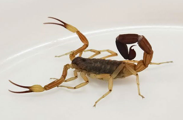 Santa Fe: siete menores internados en el hospital por picaduras de alacranes | Información General