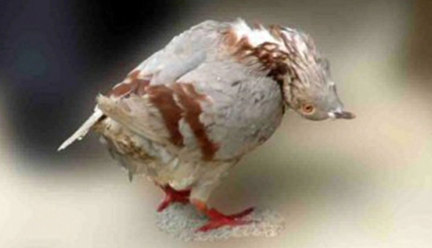 Alas temblorosas y cuellos torcidos: alertan por un virus que deja a las palomas como "zombies" | Curiosidades