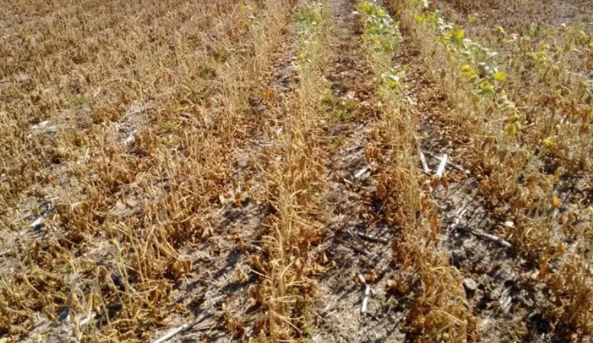 Las pérdidas por la sequía ascienden a los 4 mil millones de dólares | Política y Economía