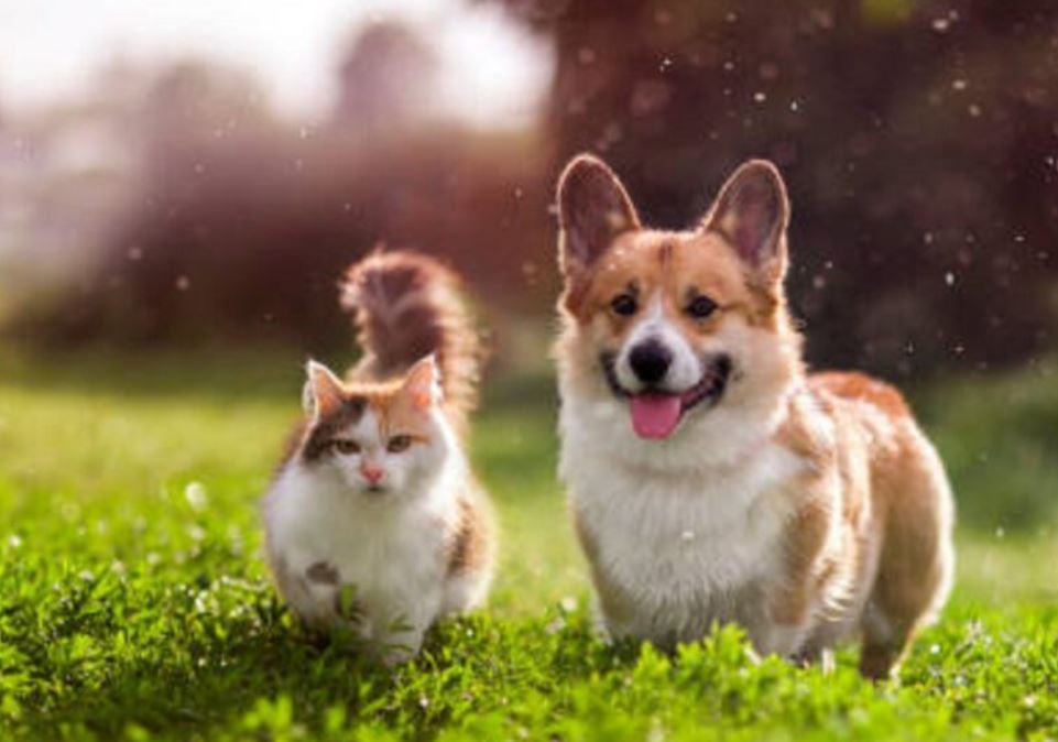 Cuidados ante las altas temperaturas: cómo evitar un golpe de calor en gatos y perros | Información General