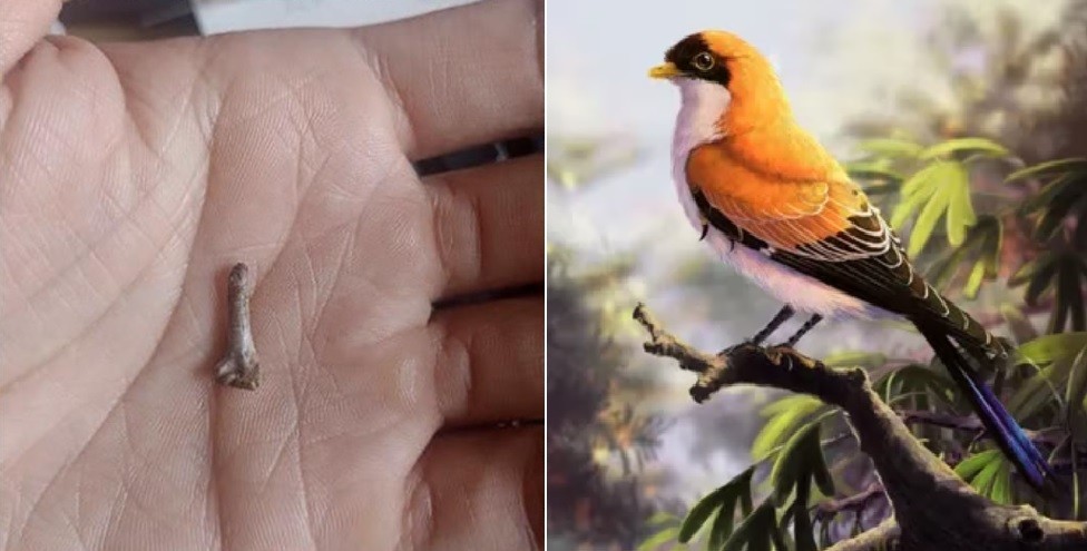 Santa Cruz: hallaron restos de un ave desconocida que vivió hace 70 millones de años | Curiosidades