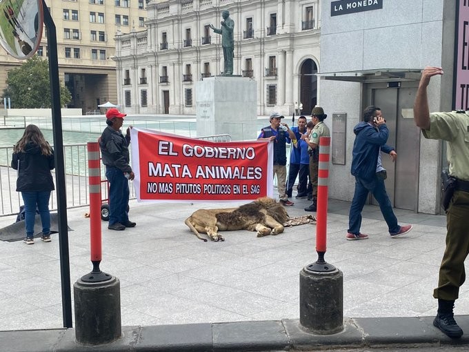 Dejan un león muerto frente a la Casa de Gobierno de Chile en protesta por maltrato animal | Internacionales