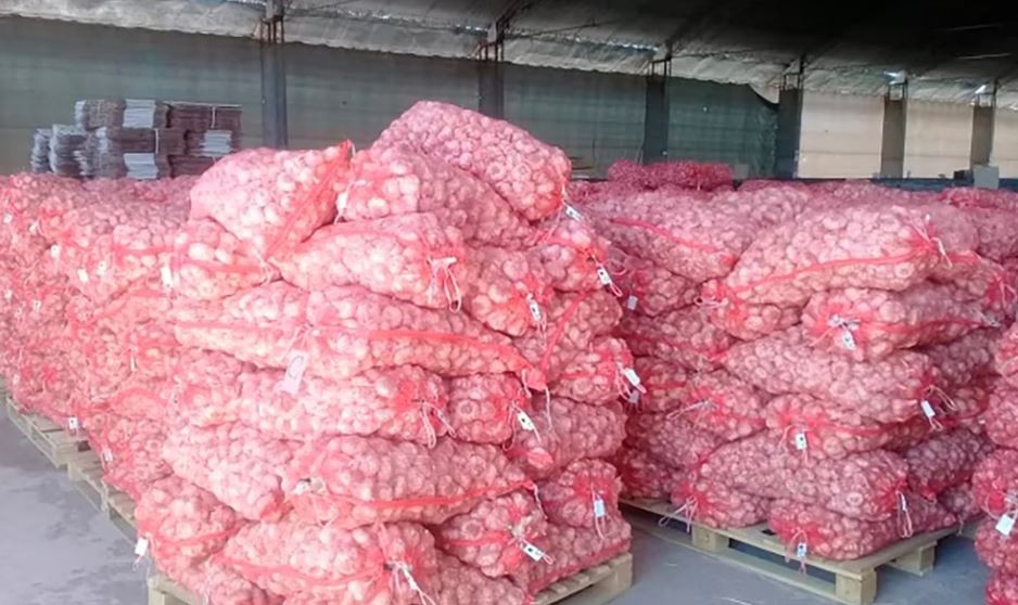 Denuncian a una empresa que exportó 700 toneladas de ajo, sin personal ni domicilio fiscal | Información General