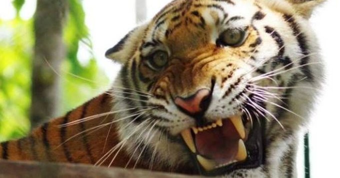 Sacrifican tigre que escapó de antigua hacienda de Pablo Escobar | Internacionales