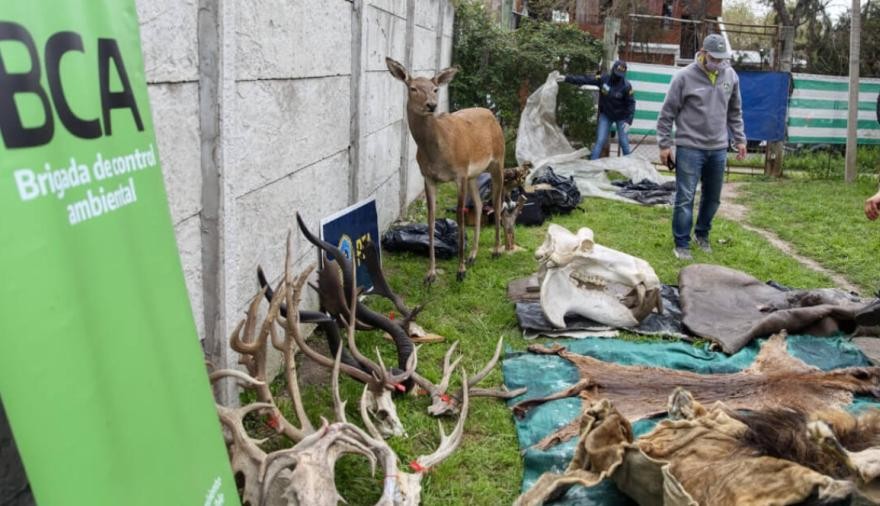 Talleres clandestinos fabricaban productos con partes de animales protegidos | Información General