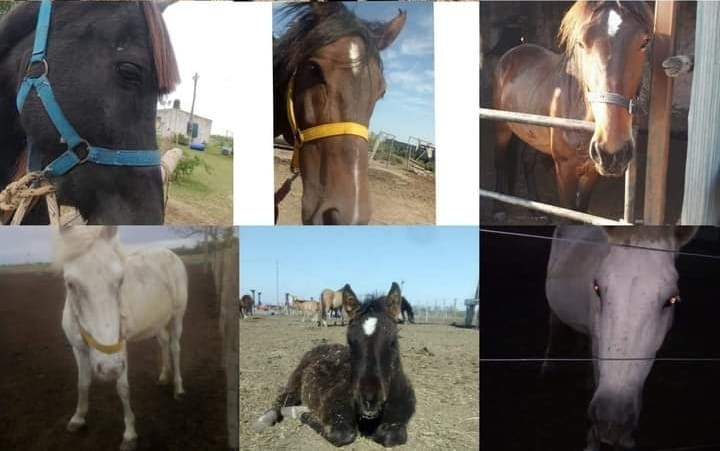 Robaron seis caballos rescatados del refugio de una ONG | Rosario y la región
