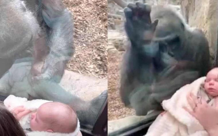 El video más tierno del año: mamá humana y gorila presentaron a sus bebés | Información General