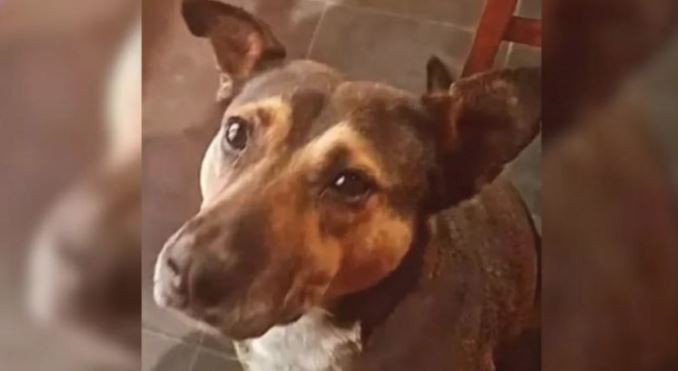 Maltrato animal en Neuquén: ataron a un perro callejero a su camioneta y lo arrastraron por 15 cuadras | Información General