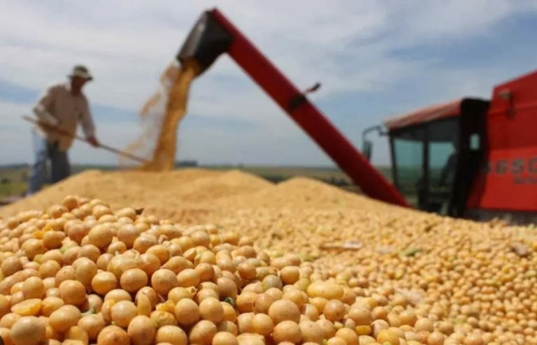 Por qué la Argentina está quedando relegada en el mercado mundial de la soja | Información General