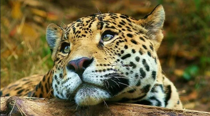 Caza ilegal: deberá pagar 3,7 millones de pesos por matar a un yaguareté en Formosa | Información General