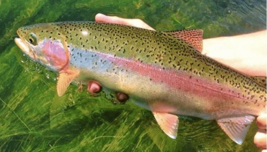 Exportan por primera vez trucha arcoíris desde Neuquén a Estados Unidos | Política y Economía