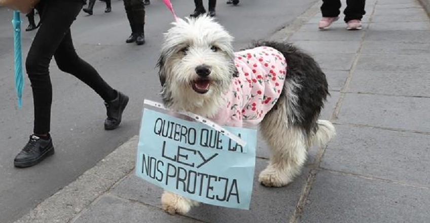 Marcha para reclamar que se prohíba la venta online de mascotas | Información General