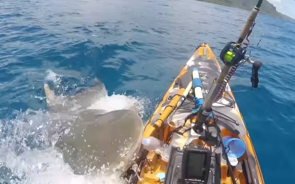Impactante video: un tiburón tigre atacó a un pescador mientras estaba en su kayak | Internacionales