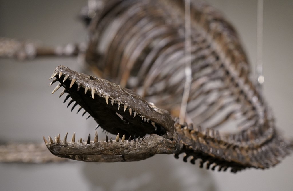 Subastan el esqueleto de dinosaurio de una especie asociada al legendario monstruo del Lago Ness | Internacionales