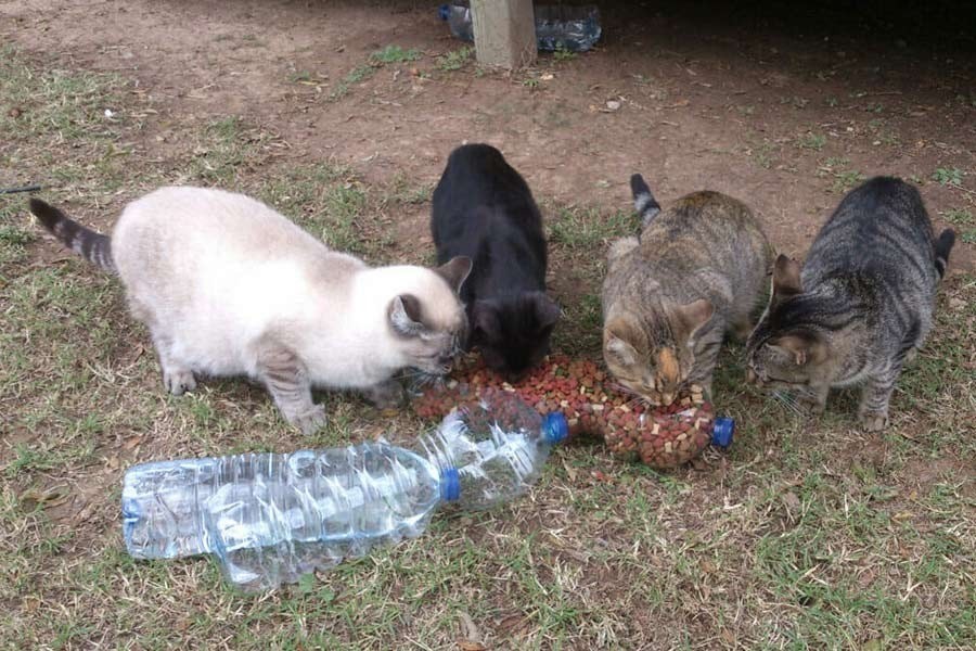 Mutación mortal: alerta por un virus que está causando la muerte de miles de gatos | Rosario y la región