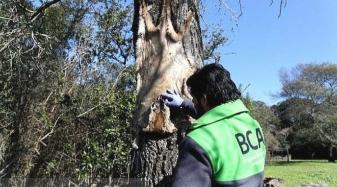 Allanaron un campo por presunta caza ilegal de un puma autóctono | Información General