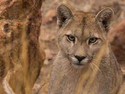 Video: un cuidador de pumas de Río Cuarto los grabó a escondidas y se llevó una sorpresa | Información General